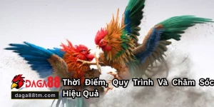 Cắt Tai Tích Cho Gà Chọi