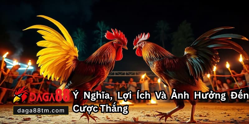 Cắt Tai Tích Cho Gà Chọi
