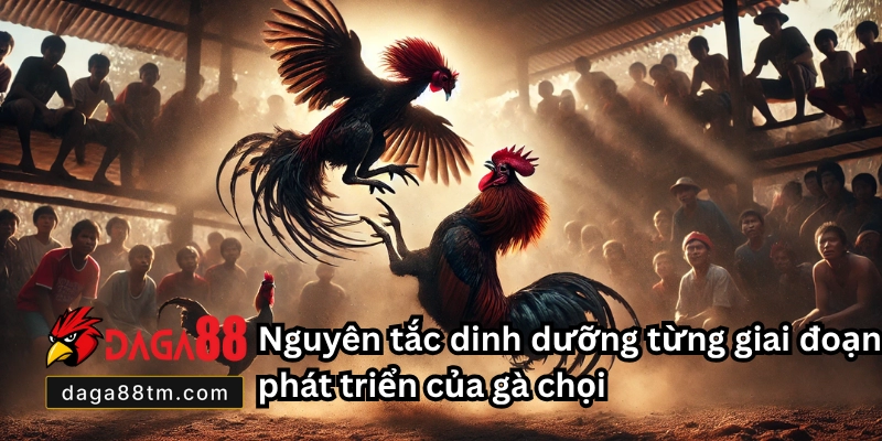 Chế Độ Dinh Dưỡng Cho Gà Chọi