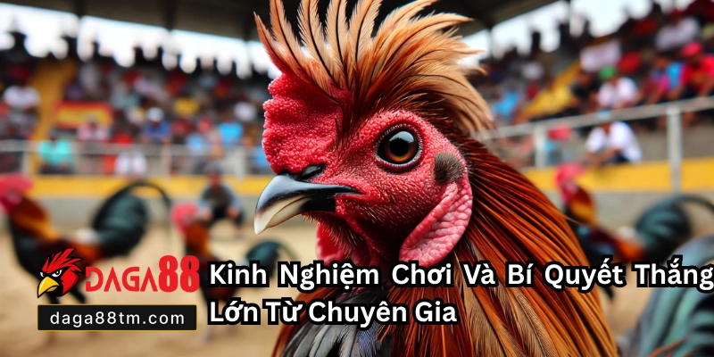 Đá Gà Mỹ