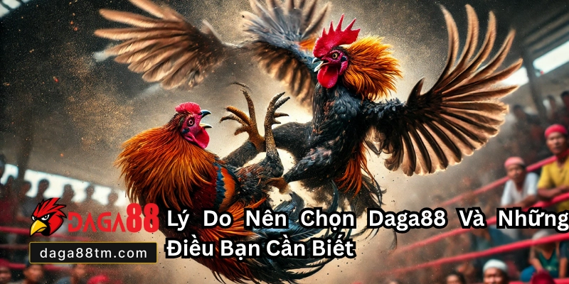 Đá Gà Trực Tiếp C3