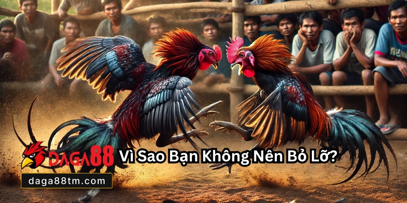 Đá Gà Trực Tiếp C4