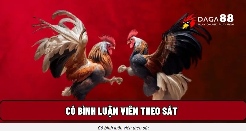 Đá Gà 88 có bình luận viên chuyên nghiệp