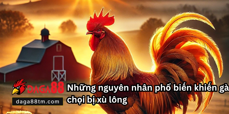 Gà Chọi Bị Xù Lông