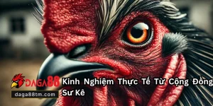 Gà Chọi Bị Xù Lông