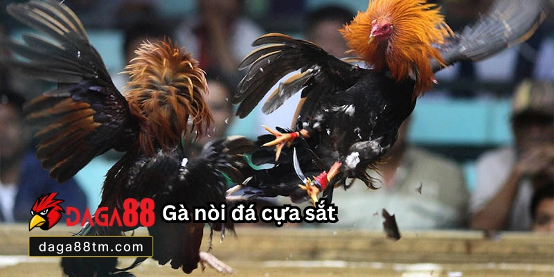 Giống Gà Đá Cược Sắt Hay