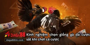 Giống Gà Đá Cược Sắt Hay