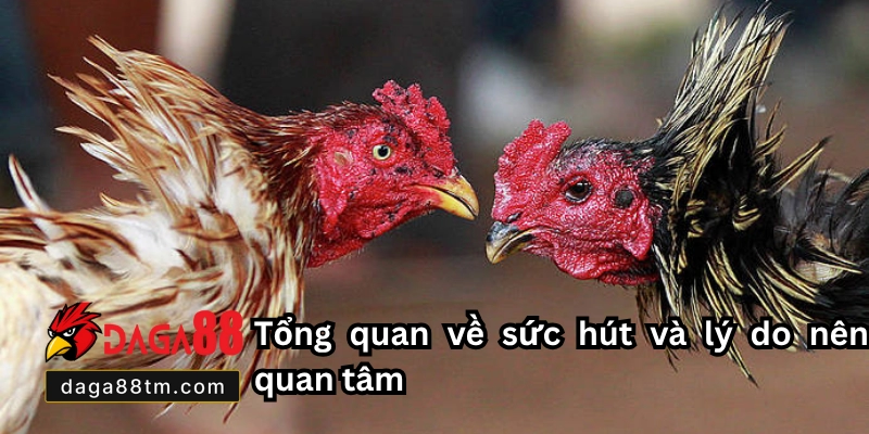Giống Gà Đá Cược Sắt Hay