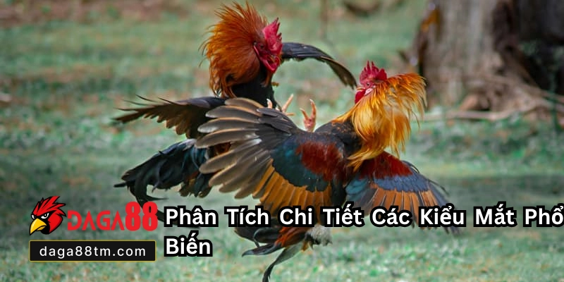 Kiểu Mắt Gà Chọi Đá Hay