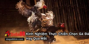 Kiểu Mắt Gà Chọi Đá Hay