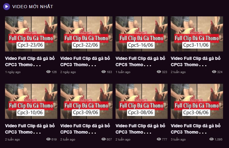 Daga88 tổng hợp các video đá gà thomo mới nhất