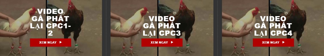 Phát sóng trực tiếp các trận đá gà CPC1, CPC2, CPC3, CPC4, CPC5