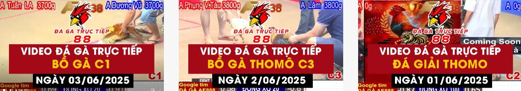 Video đá gà trực tiếp C3
